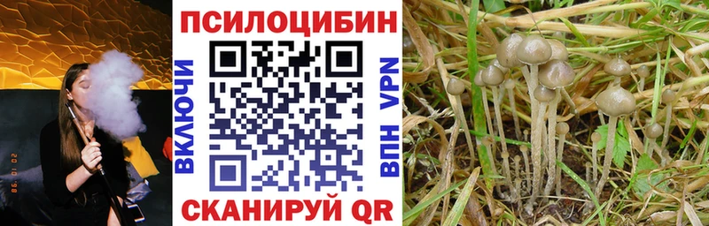 Галлюциногенные грибы Psilocybine cubensis  Новодвинск 